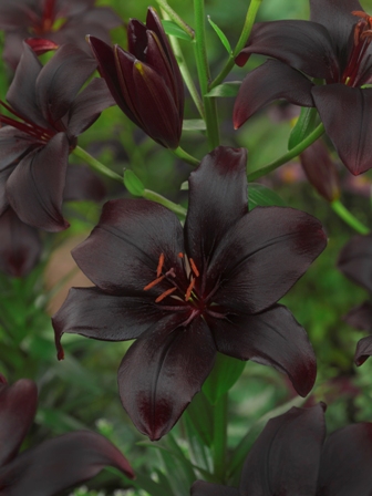 Лилиум черен (Black charm)